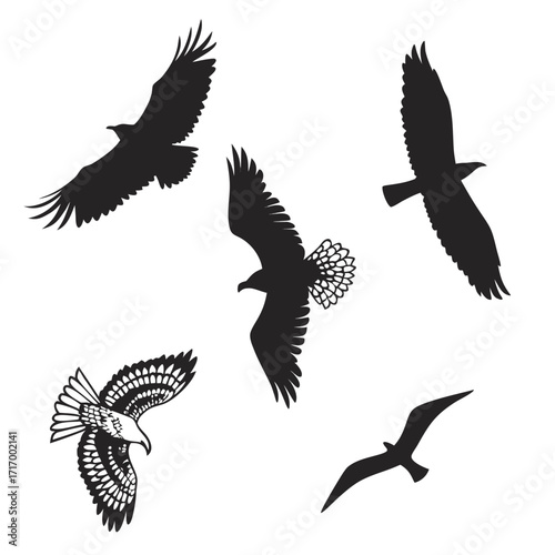 Five black silhouettes of birds of prey and a seagull in flight