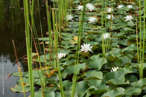 Lily Pond