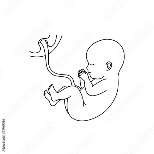 Line art illustration of a human fetus inside the womb with an umbilical cord, depicting early stages of development.