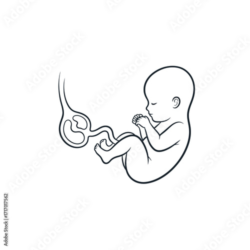 Side view of a fetus in the womb, showing the umbilical cord.