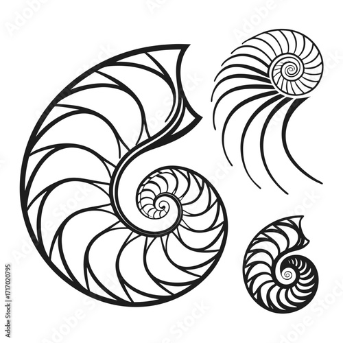 Nautilus shell cross-sections and abstract swirl Keywords: nautilus, shell, cross-section