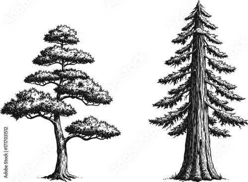 Black and white illustration of two contrasting tree types, wide canopy tree and tall conical tree, detailed nature drawing, botanical art
