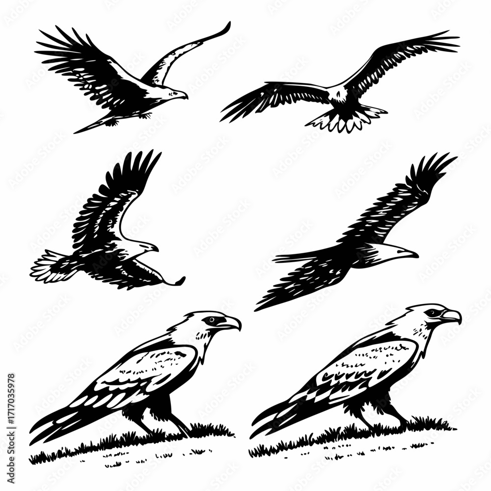 Obraz premium Six Black Silhouette Eagles in Various Poses bird raptor