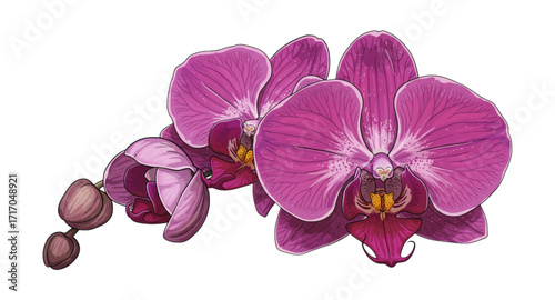 purple orchid isolated on white