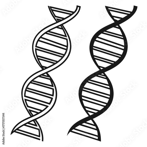 Two DNA Double Helix Structures Side by Side genetics