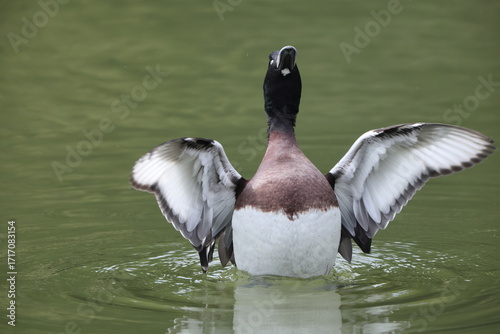 Photography Baer's pochard (Aythya baeri) is a diving duck found in eastern Asia