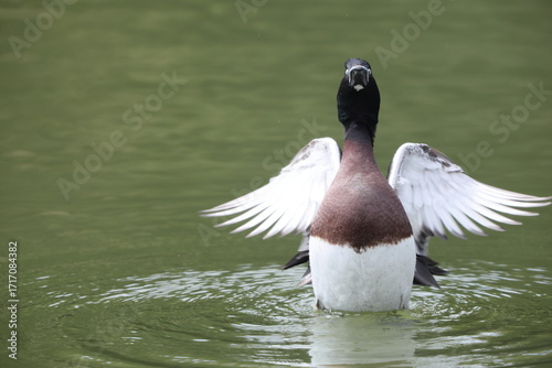 Photography Baer's pochard (Aythya baeri) is a diving duck found in eastern Asia