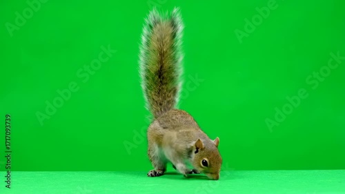 A fluffy squirrel quickly climbing up and down an invisible surface, isolated on a solid green screen active, quickly climbing, vfx