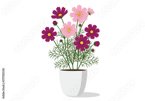 Wallpaper Mural Pink and magenta cosmos flowers with feathery green leaves in a simple white pot vector illustration. Torontodigital.ca
