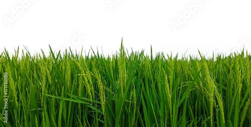 Fresh green rice field png, green rice field with no background png, green rice field with white background