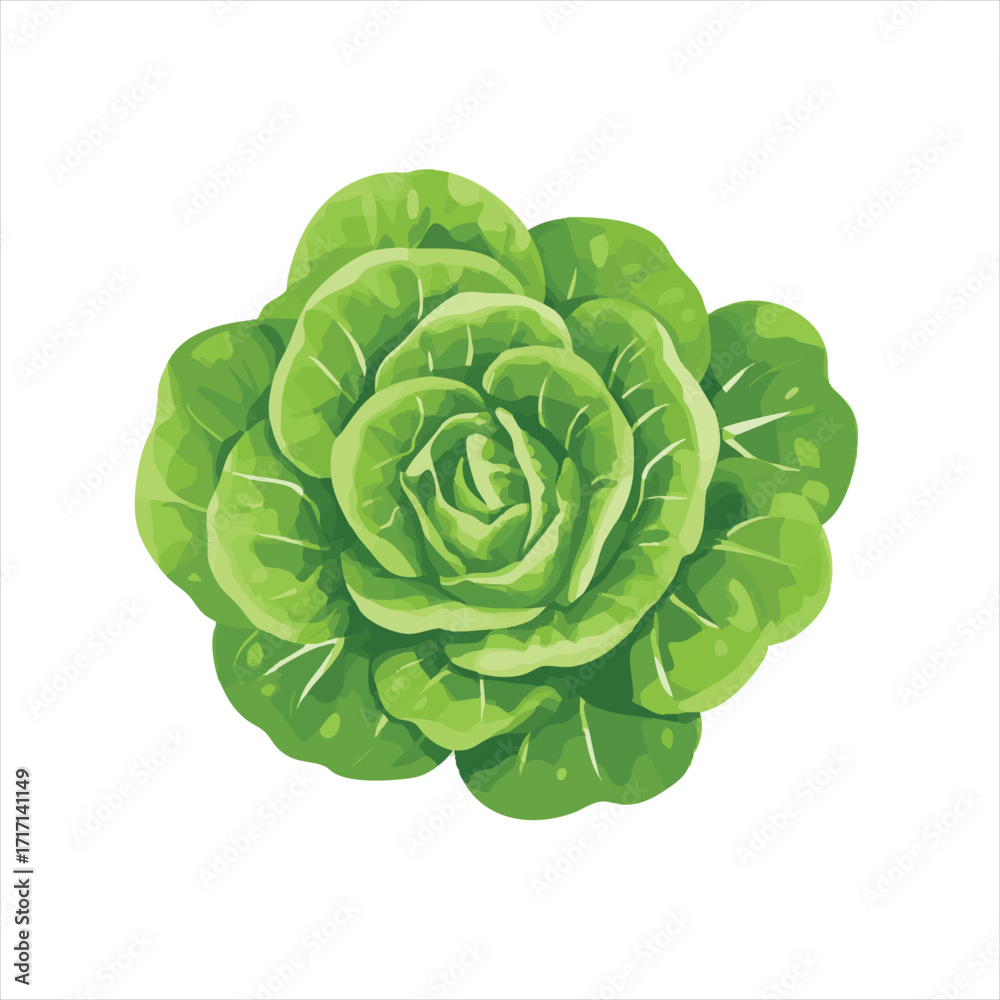 Obraz premium Fresh, vibrant green leafy vegetable, a head of crisp, healthy lettuce