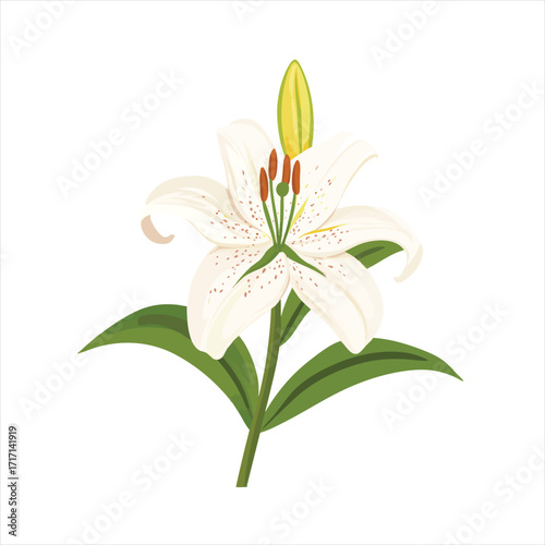 A delicate white lily with green leaves.  Its petals are textured, displaying subtle speckles, creating a beautiful, elegant appearance.  The bud is a pale yellow