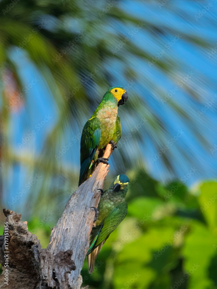 Obraz premium Pair of Red-bellied Macaws Perched on Tree 