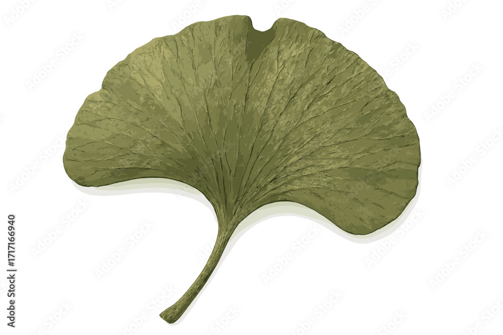Fototapeta premium Hyperrealistic prehistoric ginkgo biloba leaf isolated on white. Detailed macro texture with visible veins. Natural history fossil illustration. Ancient botany concept.