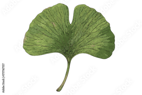 Realistic ginkgo biloba leaf isolated on white. Detailed botanical illustration showing veins and texture. Prehistoric plant for medicine, health and wellness concepts.