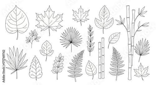 Vector Icons Set of Hand drawn collection of various tree leaves and bamboo stalks line art. EPS Editable