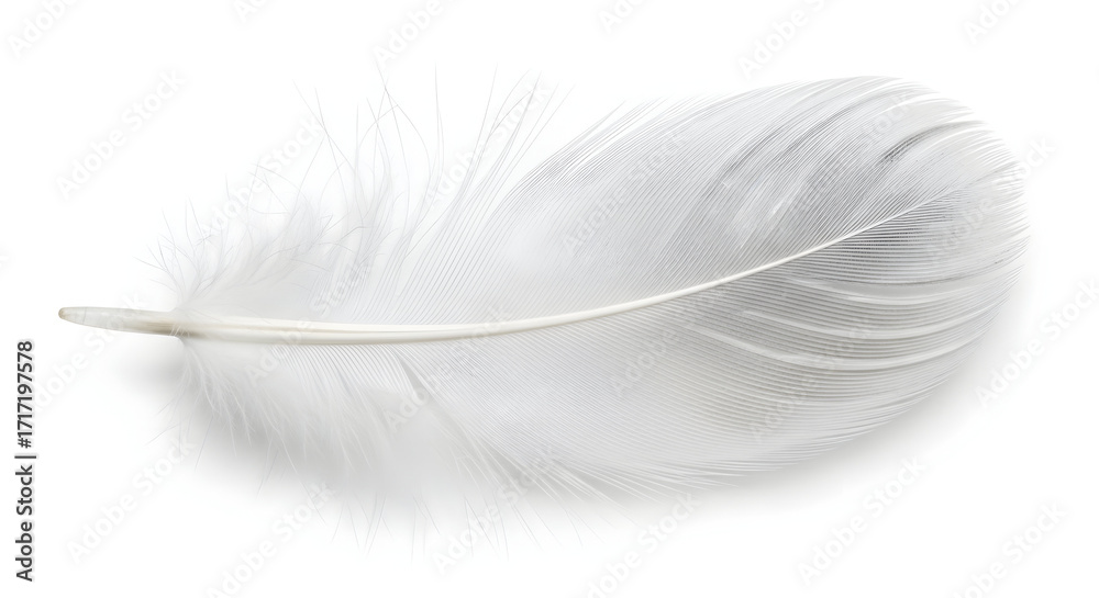 Obraz premium Bulu ayam, white feather background