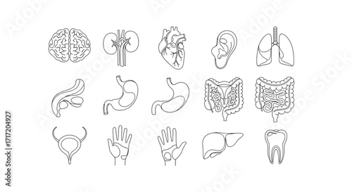 Human Anatomy Outline Collection: Brain, Kidney, Heart, Ear, Lungs, Gallbladder, Stomach, Intestines, Bladder, Hand, Liver, Tooth Vector Icons