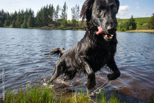 A playful dog