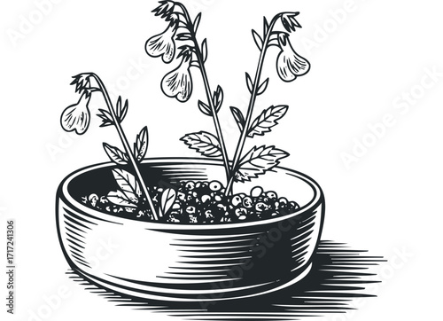 Drawn illustration of flowering plants in a pot with etched shading. Vector hand drawn