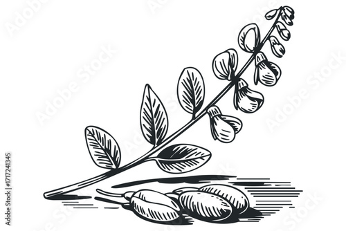 Sketch of pea pods and leaves branch,. Vector hand drawn
