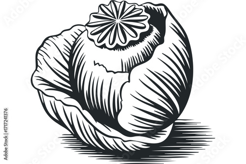 Stylized Black and White Poppy Seed Pod on. Vector hand drawn