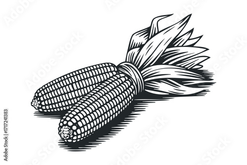 Two ears of corn with husks on. Vector hand drawn