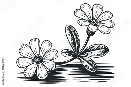 Monochromatic line drawing of two delicate flowers with leaves. Vector hand drawn