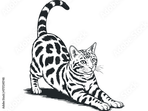 Bengal cat stretching. Vector hand drawn