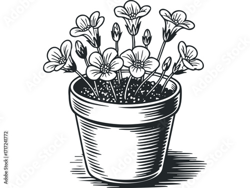 Potted Flowering Plant with Buds Hand Drawn Line Art. Vector hand drawn