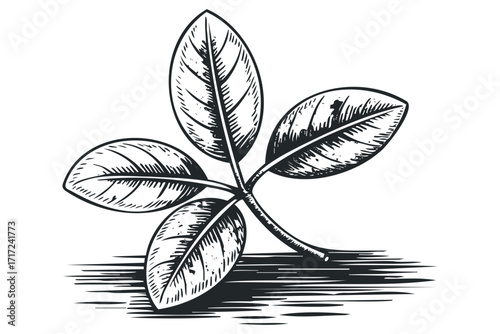 Monochrome linocut style plant with four leaves on. Vector hand drawn