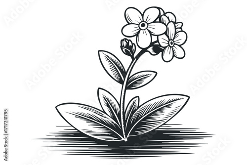 Vintage Forget-Me-Not Flower Floral Graphic. Vector hand drawn