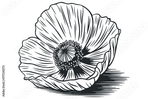 Detailed black ink drawing of a single poppy flower with stamen. Vector hand drawn
