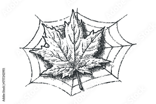Maple leaf suspended in a spidery web sketch. Vector hand drawn