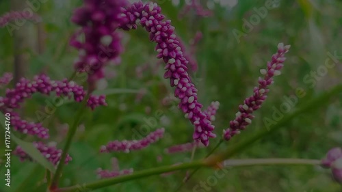 purple flowers in a field
