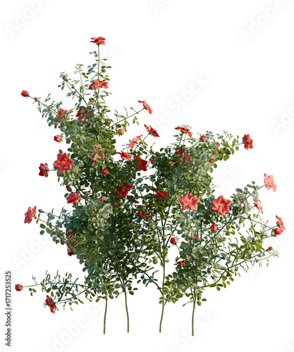 Canvas Print Rosa Altissimo Tree front view 4k cutout transparent
