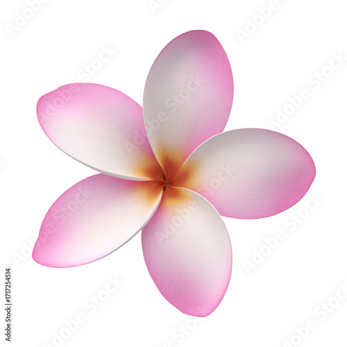 Pink and White Plumeria Flower with Yellow Center Keywords: flower, plumeria isolated on a transparent background