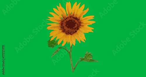 Sunflower with yellow petals and green stem animating on transparent backdrop for marketing designs