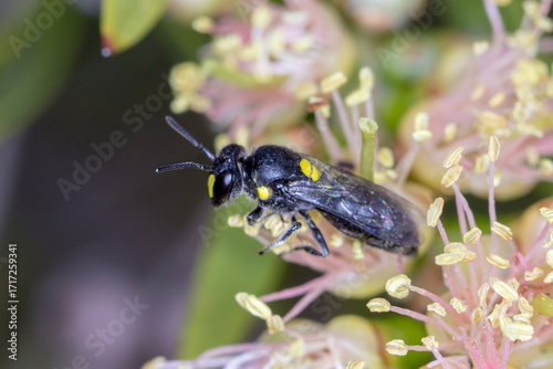 Noble Masked Bee Feeding on Pink Flower