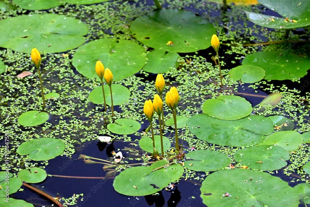 Φωτογραφία Yellow water lily (Nuphar lutea) with buds and leaves on the surface of a pond