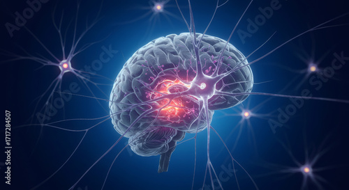 Human Brain Anatomy Neural Networks and Cognitive Processes