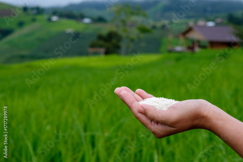 Rice in farmer's hand with green rice plants in background. Agricultural products, human food. Close-up of woman's hand with white rice.