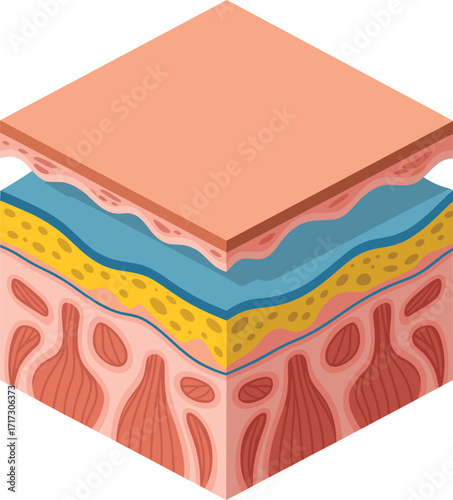 Cross section of human skin layers showing epidermis dermis and subcutaneous fat