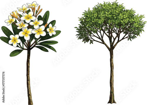 Frangipani flowering tree and leafy green tree illustration with foliage contrast, botanical nature concept for seasonal vector design and landscape artwork