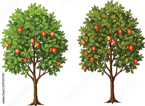 Fruit-bearing trees with red and orange fruits, green foliage, and canopy contrast for botanical nature vector design and landscape illustration