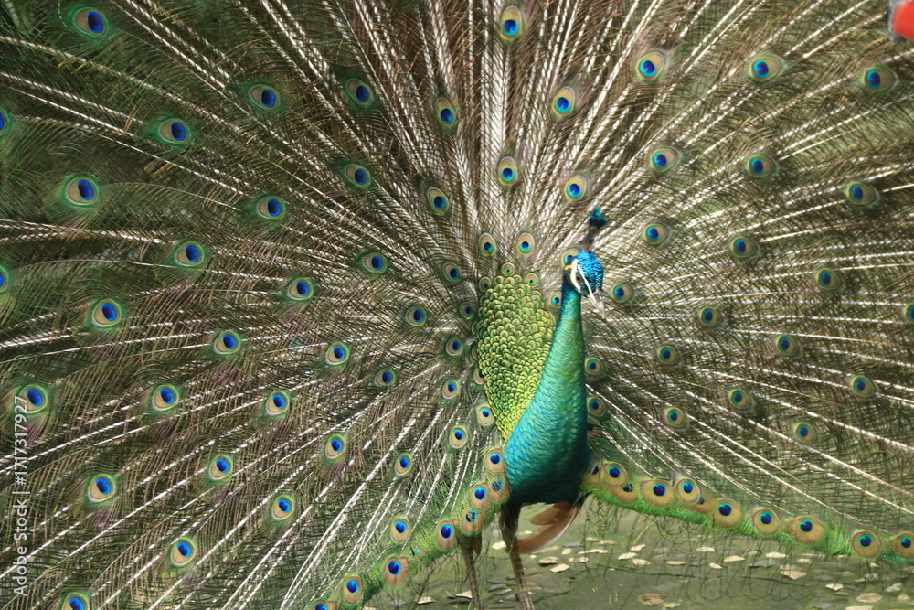 Naklejka premium Magnificent peacock with vibrant blue and green plumage showing its tail feathers in a full display. The bird’s iridescent eyespot patterns create a stunning natural fan, symbolizing beauty, pride