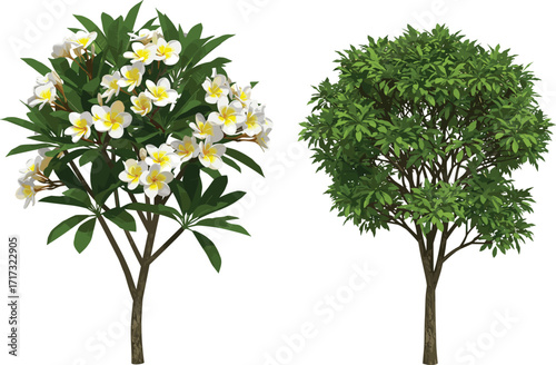 Plumeria flowering tree and leafy green tree illustration with foliage contrast, botanical nature concept for seasonal vector design and landscape artwork