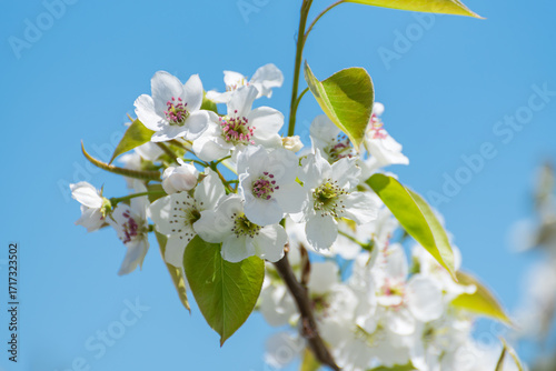 青空と呉羽の梨の花