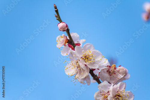 青空と見頃の梅の花