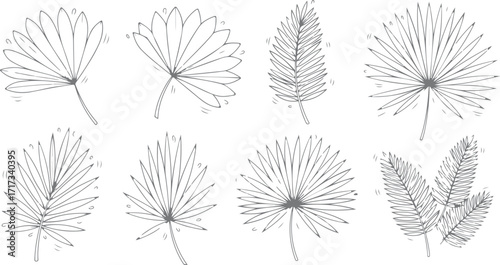 Exotic Palm Leaf Line Art Collection Tropical Foliage Sketches for Invitations and Creative Designs Botanical Illustration Element Vector Set Elegant and Refined